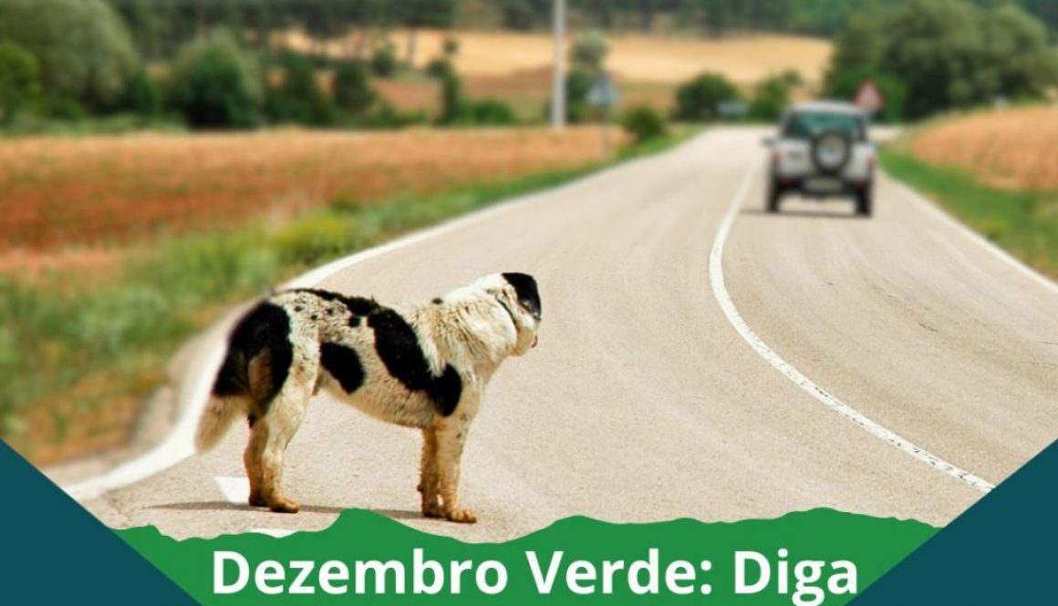 Dezembro Verde Diga não ao abandono e maus-tratos aos animais