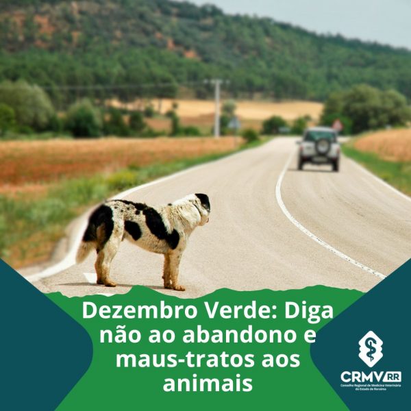 Dezembro Verde Diga não ao abandono e maus-tratos aos animais