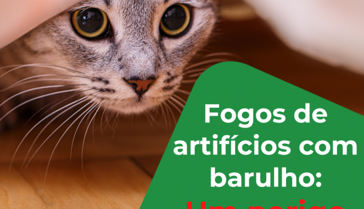 Fogos de artifício com barulho: Um perigo para muitos